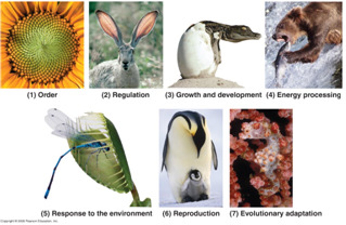 <p>· All life can:</p><p>- Become organized</p><p>o Being complex means getting better & better at dropping energy during chem equilibrium</p><p>- Grow</p><p>o More raw materials going towards complexification = individual gets bigger</p><p>- Reproduce</p><p>o Life has a "replicator" (i.e., heredity)</p><p>o DNA = copied & stored genetic info that can propagate itself</p><p>o Cells divide to make more cells</p><p>- Evolve</p><p>o Heredity → variation in replicators</p><p>o Who is better at making more copies of themselves?</p><p>· Bc their formation/production depends on the interactions betw other factors</p><p>- The interactions betw certain conditions force new conditions to form</p>