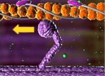 <p>What stage of the sliding-filament model is shown here?</p>