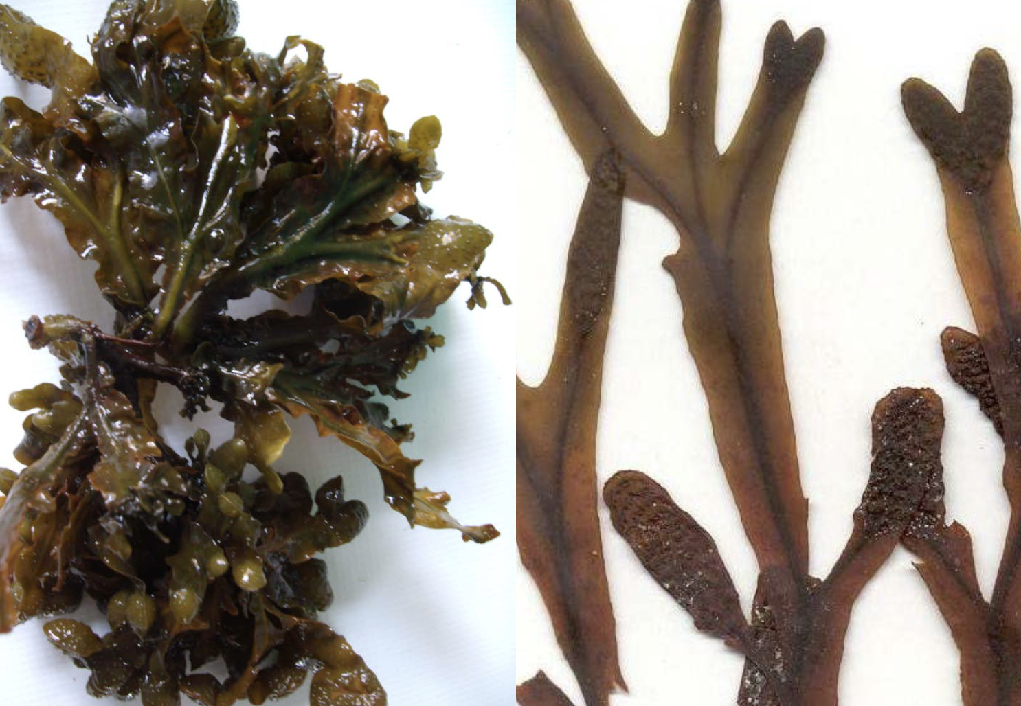 <p>Fucus spiralis</p>