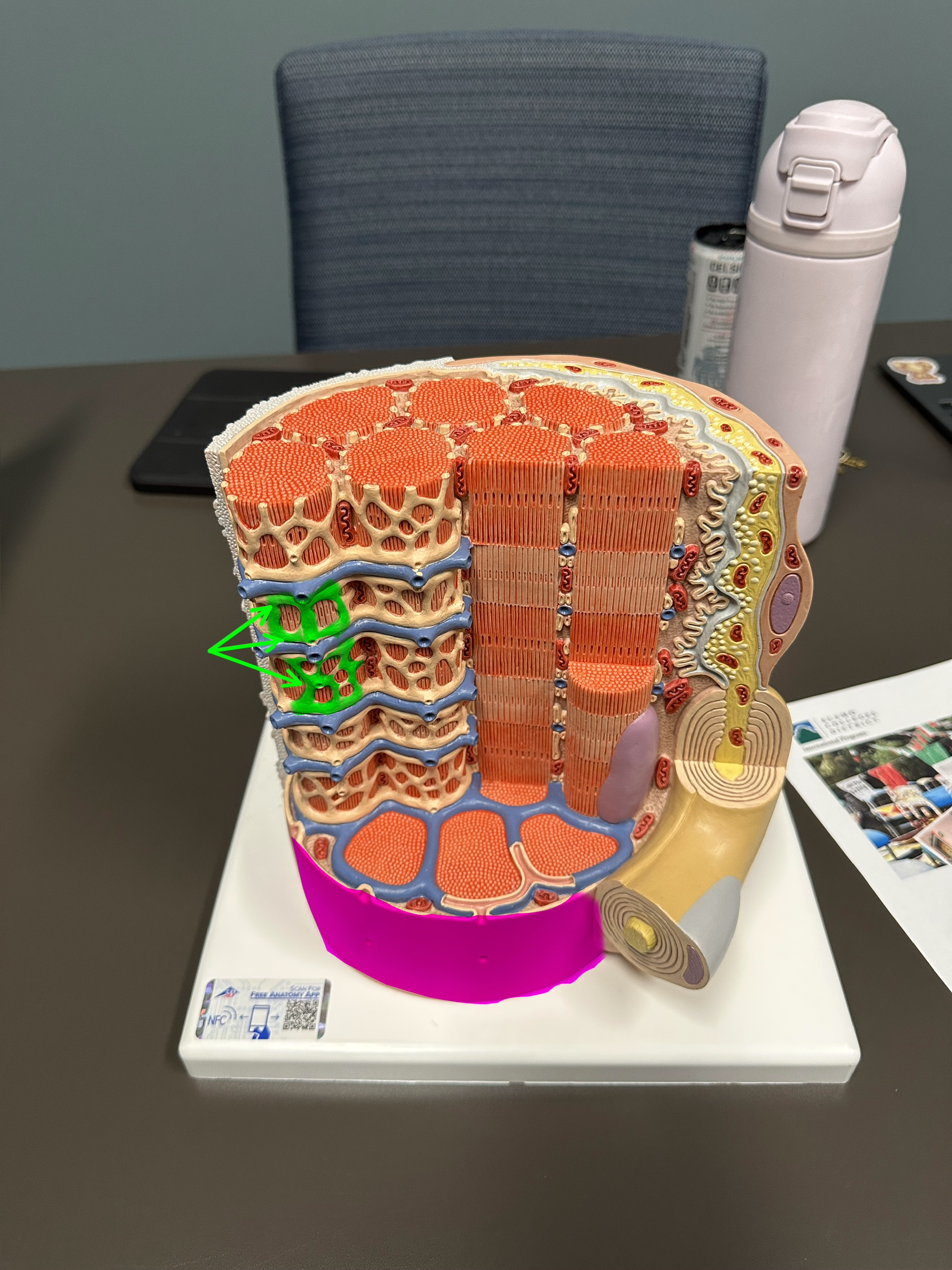 <p>What structure is this?</p>