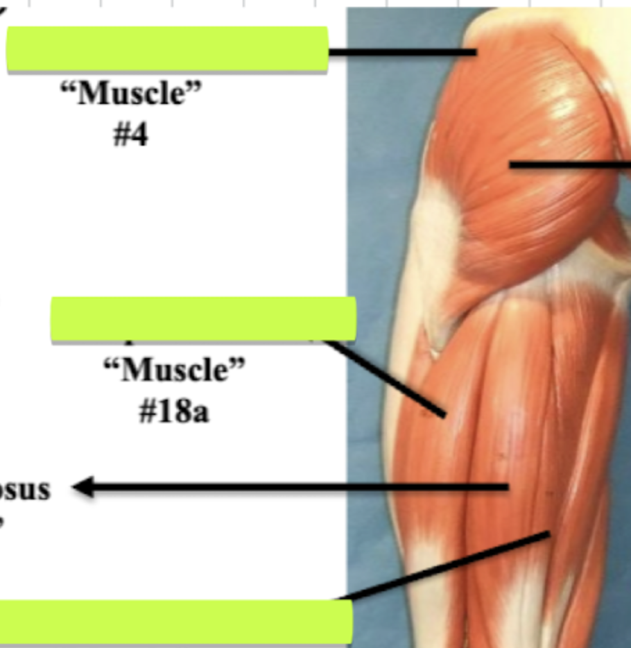 <p>Label muscle #4 </p>