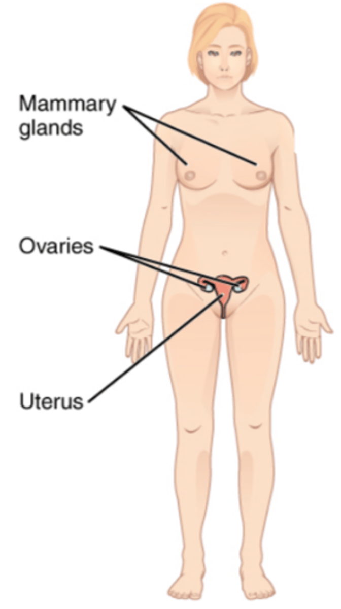 <p>ovaries</p><p>uterine tubes (fallopian tubes)</p><p>- fimbriae</p><p>uterus:</p><p>- cervix</p><p>vagina</p><p>external genitalis:</p><p>- labia minora/majora, clitoris</p><p>breasts</p>