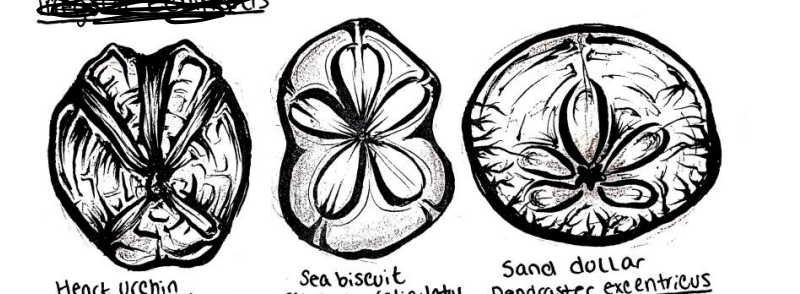 <p>Echinodermata: sea urchins/sand dollars, globe-like bodies, aboral madreporite</p>