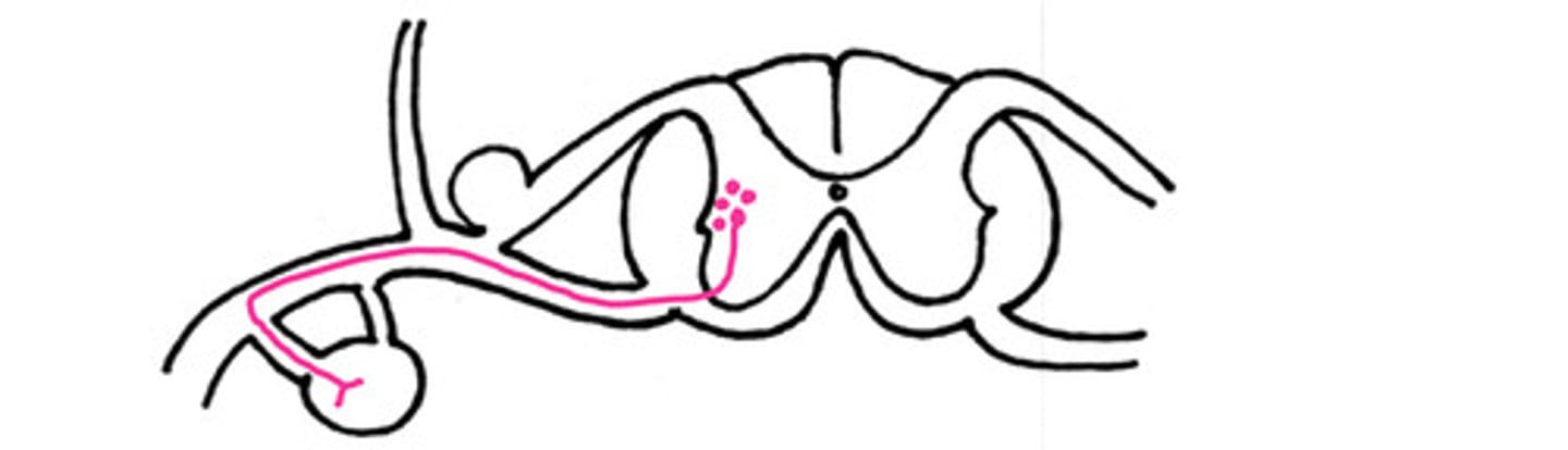 <p>T/F - this could be an example of a nerve pathway that is a sympathetic pathway to the body wall</p>