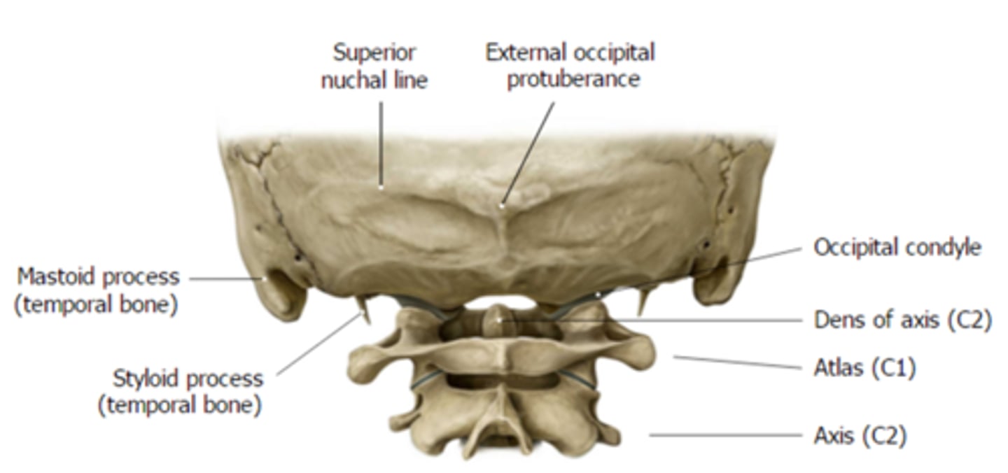 <p>C) Atlanto-occipital joint</p><p>pg. 379: the two lateral condylar portions (occipital condyles) are oval processes with convex surfaces, with one on each side of the formen magnum. These articulate with depressions on the first cervical vertebrae, called the atlas. The two-part articulation between the skull and the cervical spine is called the atlanto-occipital joint.</p>