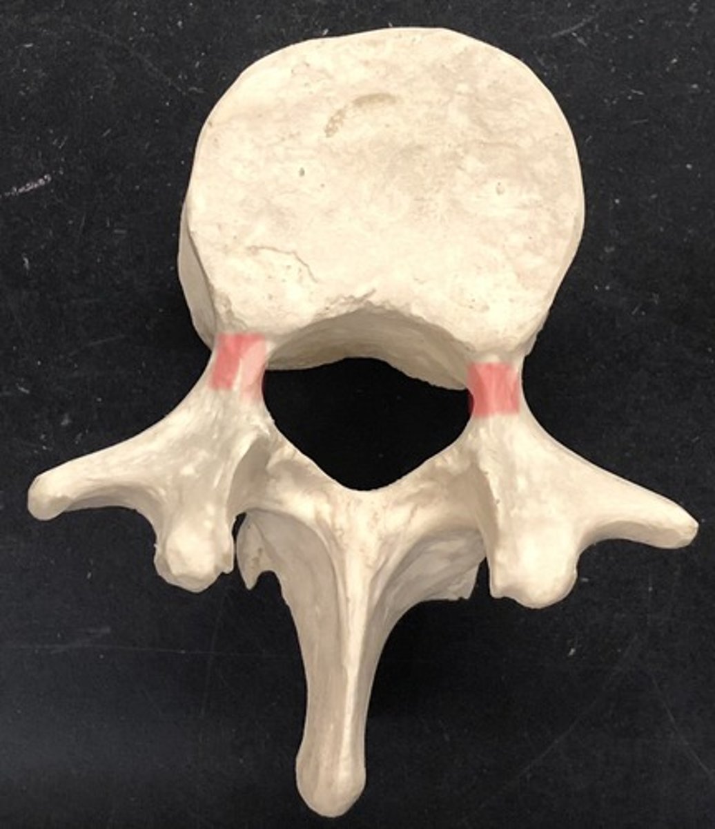 <p>attached to and extends posteriorly on either side of the body</p>