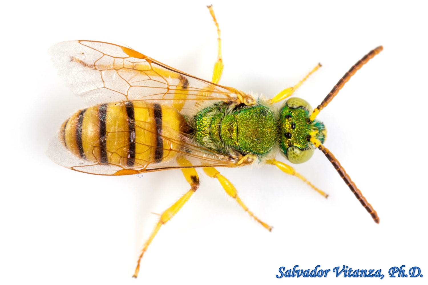 <p>Family: Halictidae (sweat bees)</p><p></p><p>Metallic and often green</p><p>Glossae short and pointed</p><p>Wing vein M strongly arched in fore wing</p>