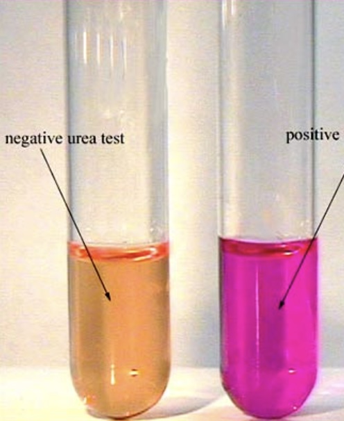 <p>What test is this?</p>