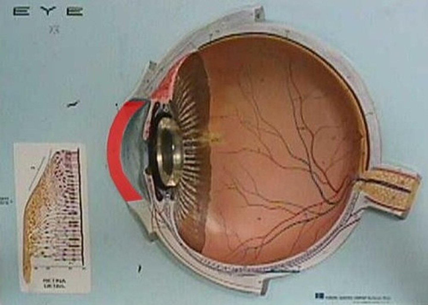 <p>The clear tissue that covers the front of the eye</p>