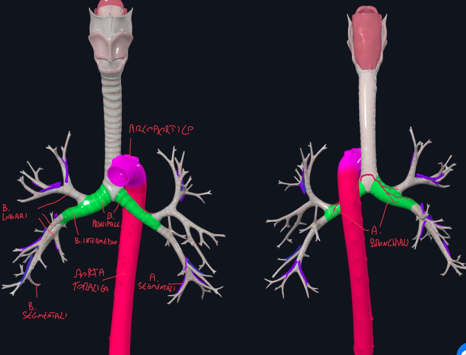 <p>Dopo la biforcazione della trachea, abbiamo i Bronchi Principali:</p><ul><li><p>Bronco Destro:</p><ul><li><p>E’ più corto</p></li><li><p>Decorre verticalmente (questo fa sì che corpi estranei tendono più ad entrare nel bronco dx)</p></li><li><p>Ha diametro maggiore</p></li><li><p>Sopra ad esso passa la vena azygos</p></li></ul></li><li><p>Bronco Sinistro:</p><ul><li><p>E’ più lungo</p></li><li><p>Decorre più obliquamente</p></li><li><p>Ha diametro minore</p></li><li><p>Sopra ad esso passa l’arco aortico, mentre posteriormente passa l’aorta discendente</p></li></ul></li></ul><p>Bronchi Lobari:</p><ul><li><p>Il bronco destro, divide in 3 Bronchi Lobari corrispondenti ai tre lobi del polmone destro:</p><ul><li><p>Quello Superiore origina spesso prossimalmente l’ilo</p></li><li><p>Segue così il Bronco Intermedio che dopo aver attraversato l’ilo polmonare divide in Bronco Lobare Medio e Inferiore</p></li></ul></li><li><p>Il bronco sinistro, entrato nell’ilo polmonare, divide in Bronco Lobare Superiore e Inferiore</p></li></ul><p>Bronchi Segmentali:</p><ul><li><p>A loro volta, i bronchi lobari si dividono in bronchi segmentali, che ventileranno il segmento polmonare corrispettivo</p></li></ul><p>Segmento Broncopolmonare:</p><ul><li><p>Porzione di parenchima polmonare ventilata da un bronco segmentale e vascolarizzata da arteria e vena segmentale</p></li><li><p>Quindi anche arteria e vena polmonare presentano rami lobari e segmentali </p></li><li><p>Sono presenti anche arterie bronchiali (dall’aorta toracica discendente)</p></li><li><p>Generalmente i segmenti broncopolmonari sono 10 (nel polmone destro possono essere di meno)</p></li></ul><p></p>