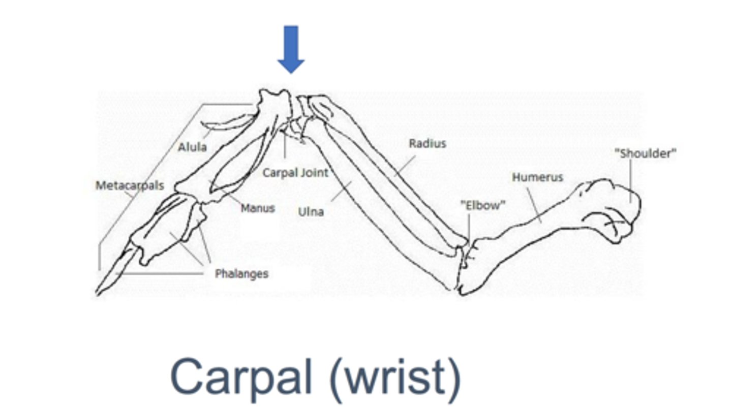 <p>the wrist</p>