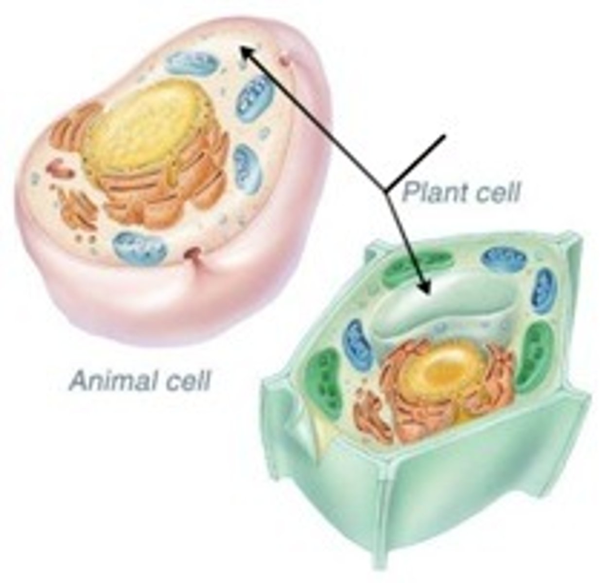 <p>A sac inside a cell that acts as a storage area</p>