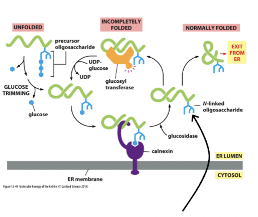 <p>this works to label proteins that can’t fold correctly → they are then pushed back into the cytosol and reduced to amino acids + recycled. </p>
