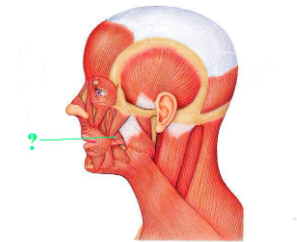 <p><span>Identify the indicated muscle.</span></p>