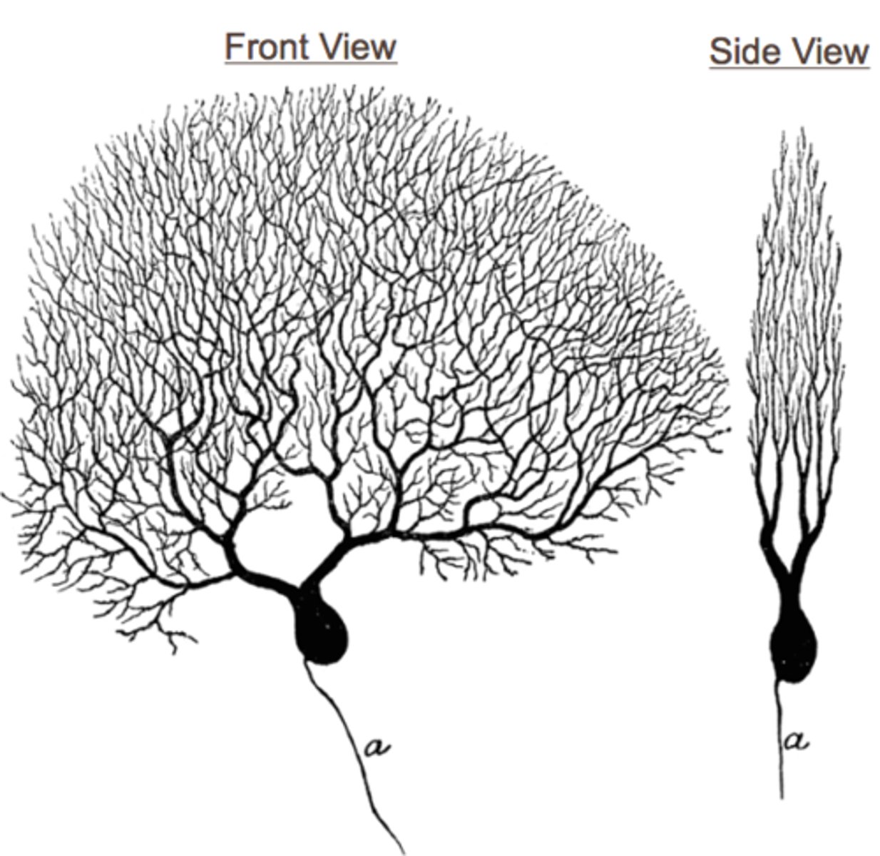 <p>GABAinergic neurons</p><p>location: cerebellum</p><p>composed of: neuron with many branching extensions</p><p>function: motor movement control</p><p>- needs to be very precise = many branches</p>