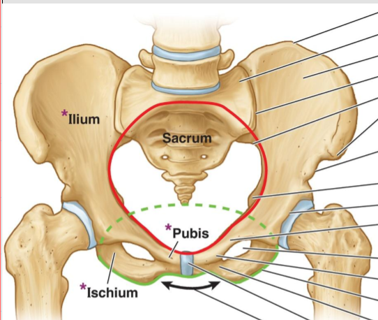 <p>Superior opening and is consider the pelvic floor</p>