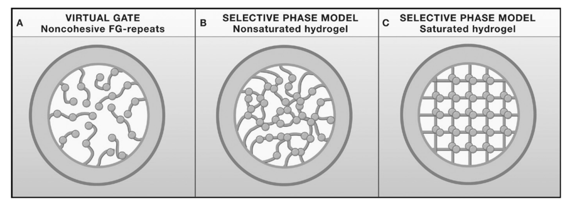<p>SELECTIVE PHASE MODEL:</p><ul><li><p>hydrogel of cohesive FG-repeat proteins</p><ul><li><p>form a barrier against diffusion of general marcomolecules&nbsp;</p></li><li><p>whilst providing a solvent for translocating molecules</p></li></ul></li></ul><p></p>