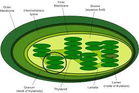 <p>Chloroplast </p>