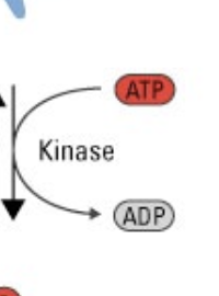 <p>transfers a phosphate from ATP to something else.</p><ul><li><p>use of phosphatases</p></li></ul><p></p>
