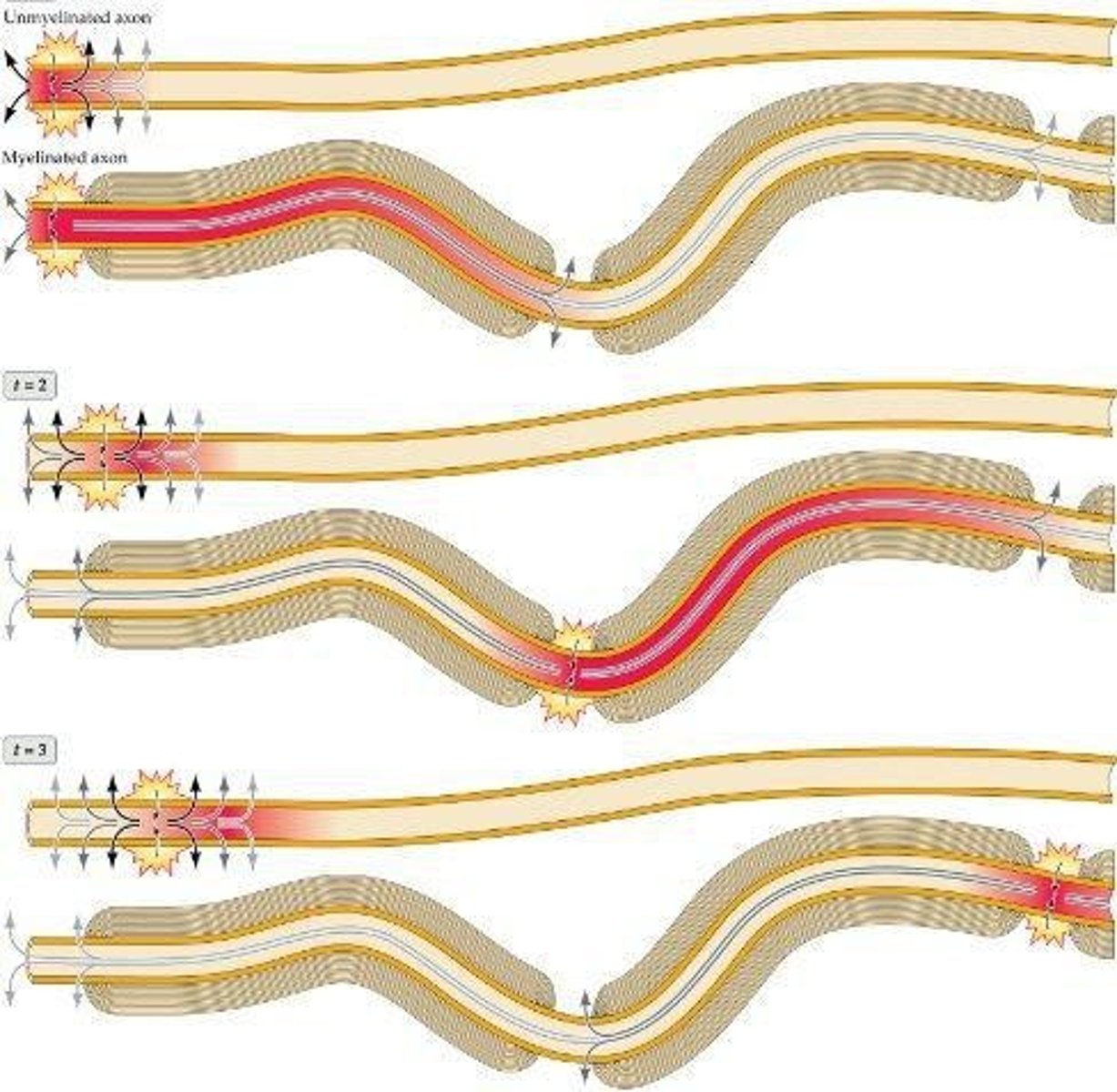 <p>It speeds up neural impulse conduction.</p>