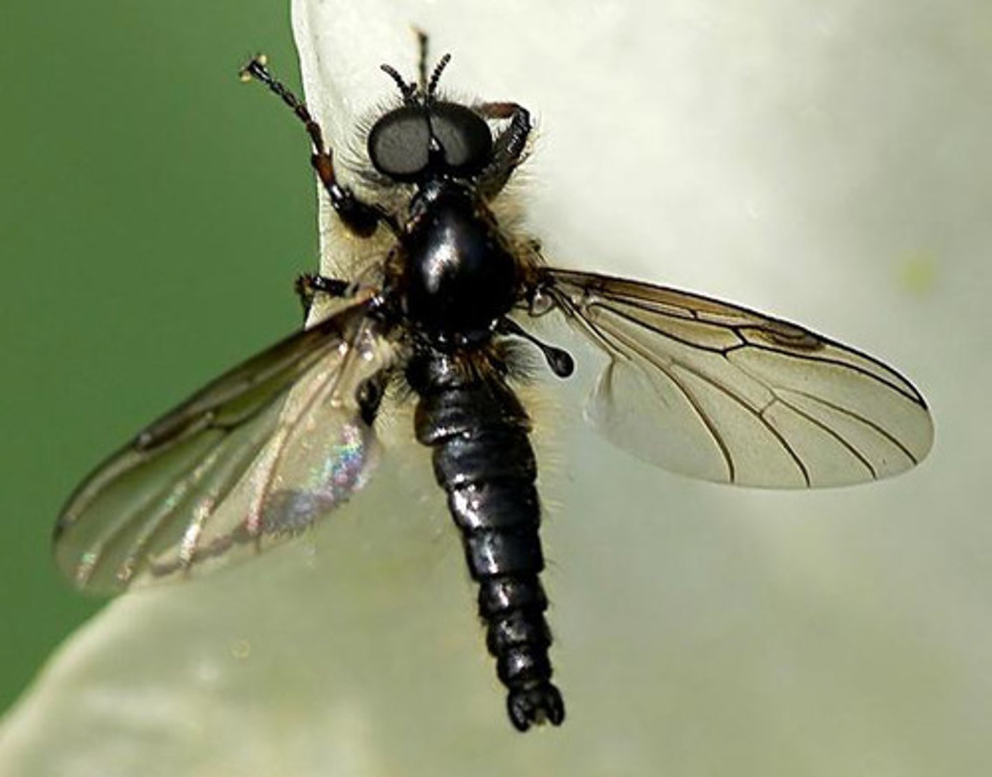 <p>Identify the metathoracic wings</p>