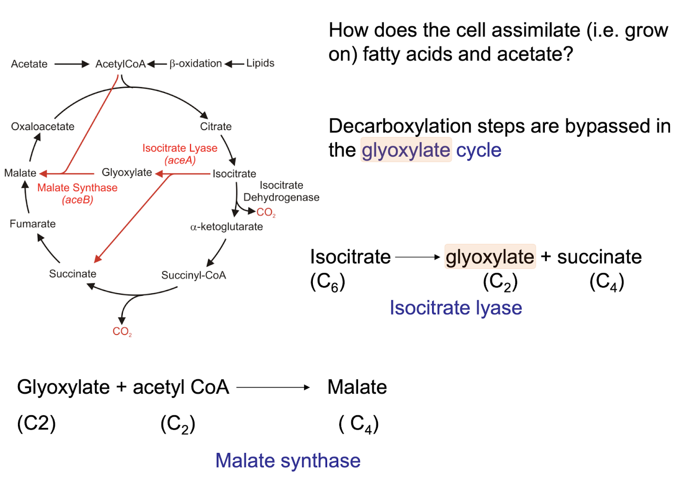 <p><strong>A CAC bypass that preserves carbon skeletons by producing <mark data-color="green" style="background-color: green; color: inherit;">malate from isocitrate via isocitrate lyase</mark>, bypassing 2 decarboxylation steps that release CO<sub>2</sub> </strong></p><ul><li><p><strong>replenishing CAC intermediates for biosynthesis and allowing for growth on fatty acids instead of carbohydrates.</strong></p></li><li><p><strong>enables organisms to convert FAs into carbohydrates, facilitating energy generation and growth in certain microorganisms and plants.</strong></p></li></ul><p></p>