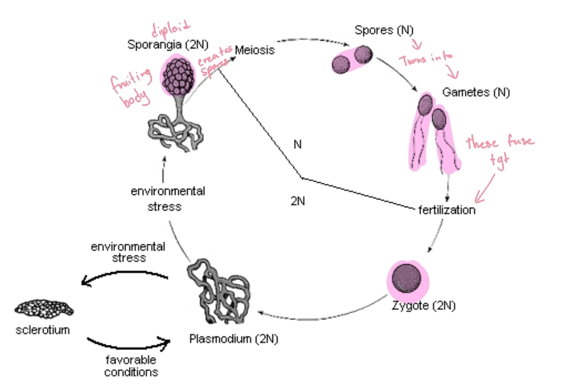 <p>sexual reproduction in plasmodial slime molds</p>