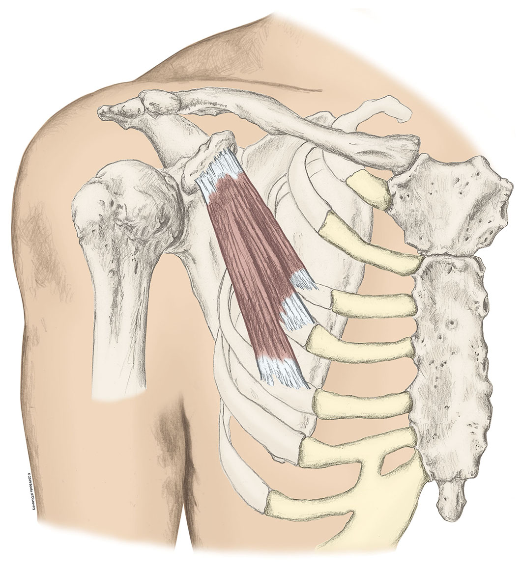 <p>Pectoralis Minor </p>