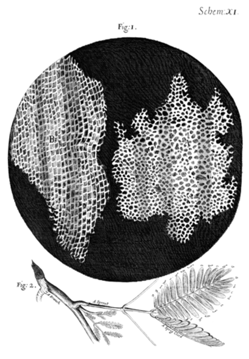 <p>This drawing from Robert Hooke's book "Micrographia" is in most Biology textbooks. Robert Hooke looked at thin slices of cork tree bark and saw "cells" for the first time.</p>