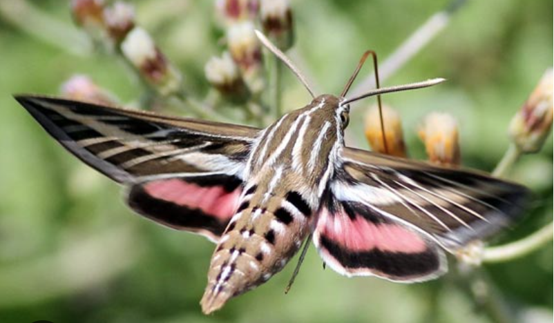 <p>sphinx/hawk moths</p>