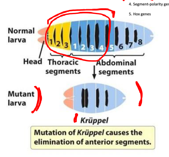 <p>-divide embryo into broad regions and turn on next gene</p><p>-Mutations in gap genes lead to large gaps in segmentation</p><p>-zygotically expressed</p><p>-function: define broad sections</p>