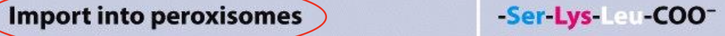 <p><span style="background-color: rgba(102, 0, 178, 0.08);"><em><span>3. Cytoplasm → Peroxisomes</span></em></span></p>