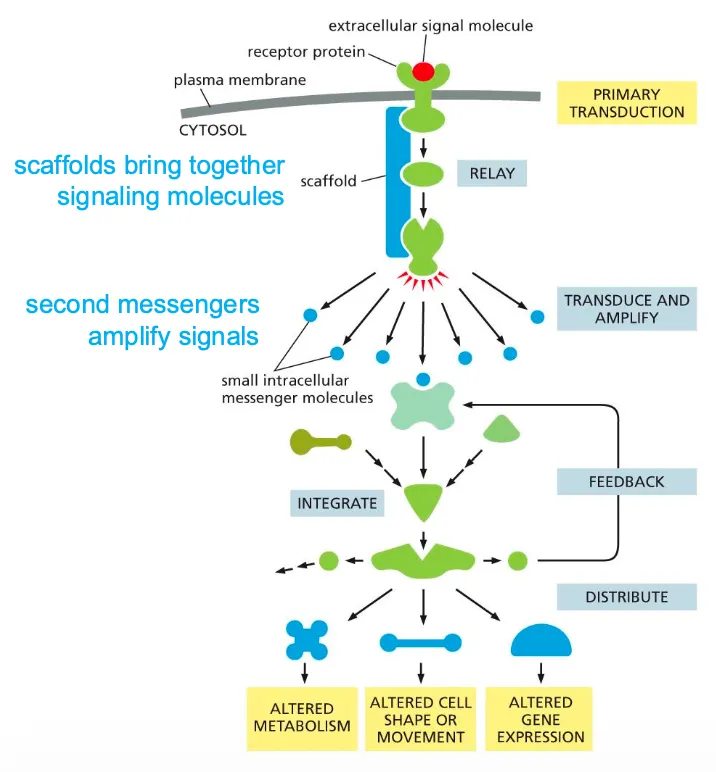 <ul><li><p>These signalling processes can have certain functions such as relaying the signal and spreading it out in the cell, they can also amplify the signals received, they can also detect the signal and integrate the signals, they should also be able to distribute the signal to more than one effector proteins and they can also modulate the response to give feedback to the processes.</p></li></ul><ul><li><p><strong><em><mark>Scaffolds</mark></em></strong> are structural proteins that can bind to receptors and recruit the signalling proteins. Can also bring together different kinds of proteins. They are also part of the intracellular reaction and help in all these functions.</p></li><li><p><em>(Then the process broadens out, amplification takes place. Smaller intracellular molecules are small and can spread out.</em></p></li><li><p><em>Then there are effector again which can cause the cellular response.)</em></p></li></ul><p></p>