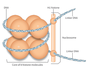 <p>DNA wrapped twice around a core of 8 histone proteins</p>