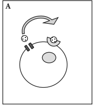 <p>Autocrine Signaling </p>