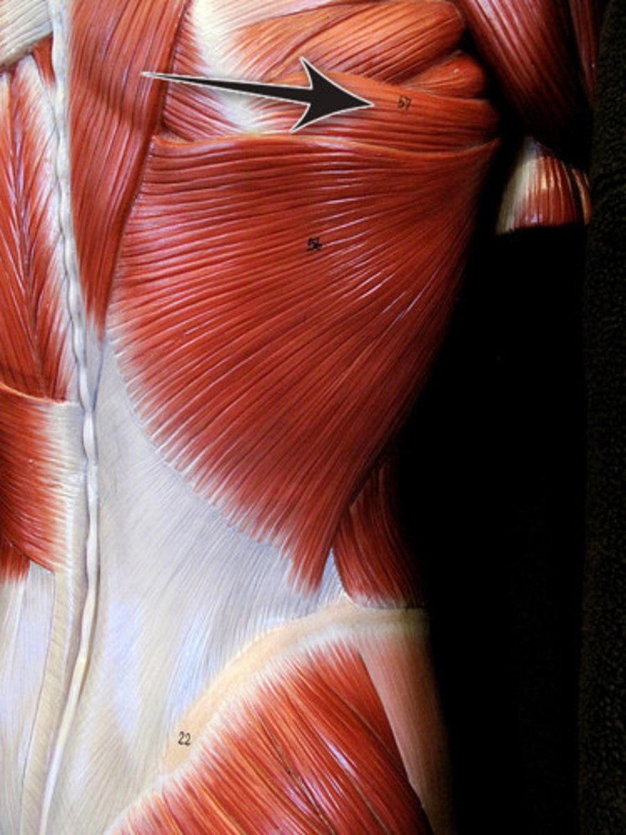 <p>origin: scapula</p><p>insertion: humerus</p><p>action: adducts arm</p>