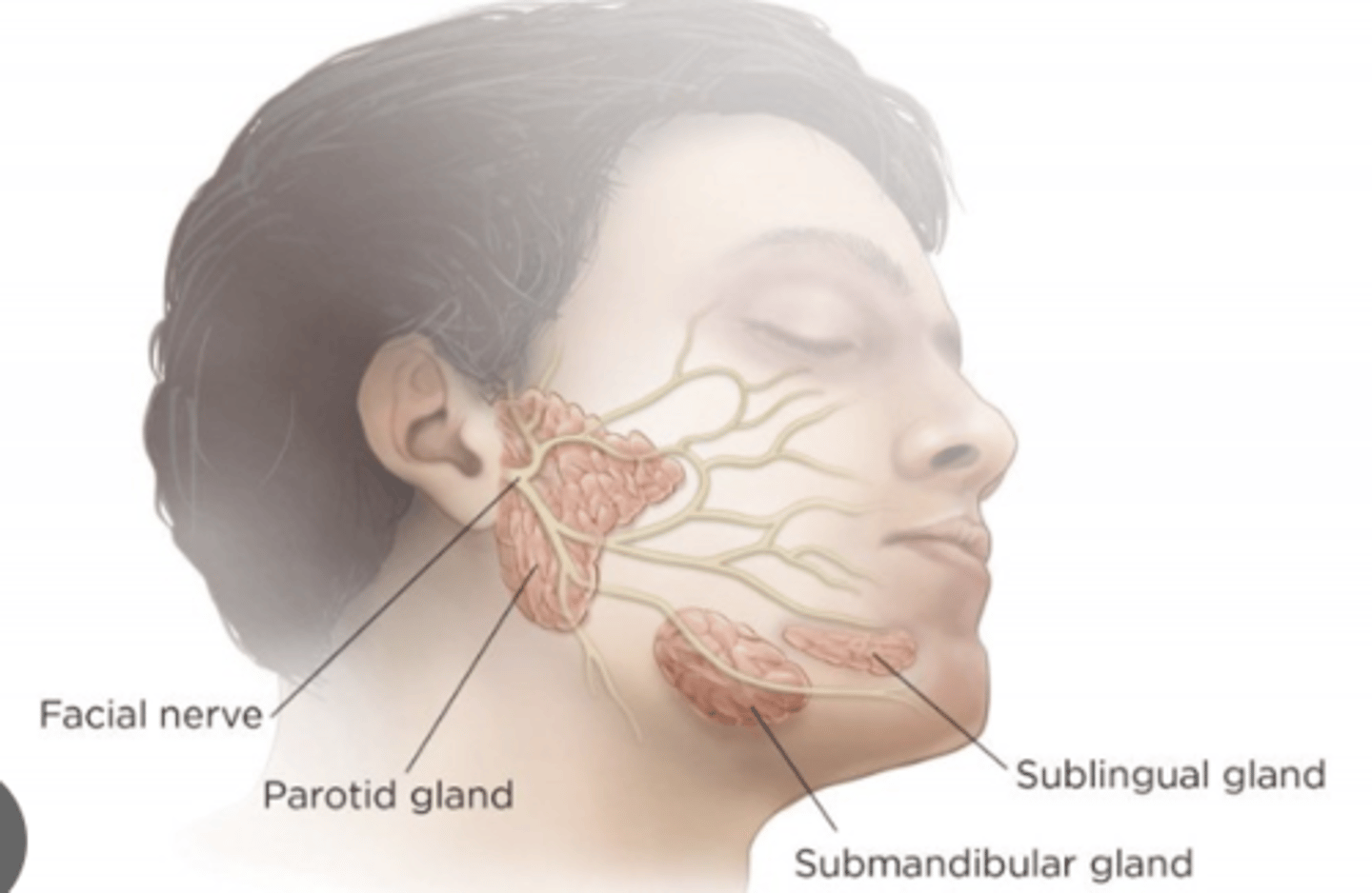 <p>Parotid and Submaxillary (submandillar) glands</p>
