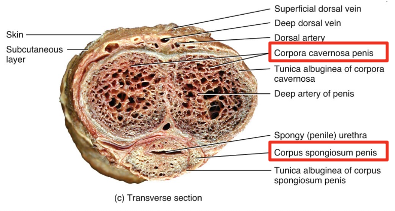 <ul><li><p>Contains three masses of erectile tissue</p><ul><li><p>Spongy structures composed of blood sinuses lined by endothelial cells and surrounded by smooth muscle and elastic CT → fill with blood during erection</p></li></ul></li><li><p class="p1">Two <span style="color: blue;"><strong><span>corpus cavernosa</span></strong></span>: dorsolateral, for maintaining erection</p></li><li><p class="p1"><span style="color: blue;"><strong><span>Corpus spongiosum</span></strong></span>: contains spongy urethra and keeps it open during ejaculation</p></li></ul><p></p>