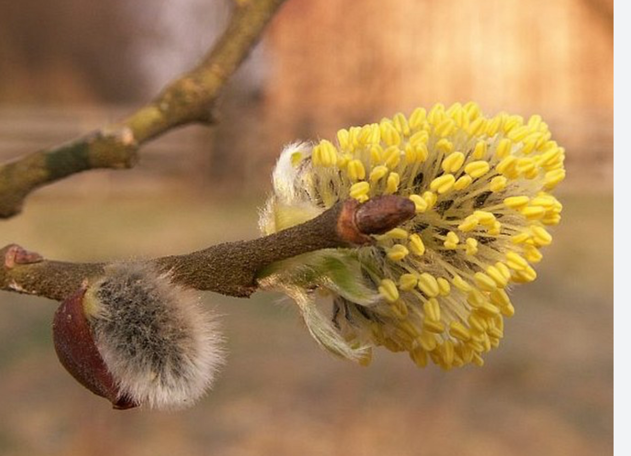 <p>Vrba jíva vrbovité </p>