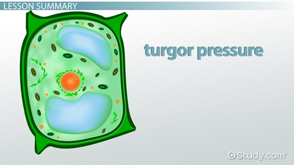 <p><span>a plant cell that is in a hypotonic solution, causing it to be firm and swollen with water as the high turgor pressure pushes outwards against its cell wall</span></p>
