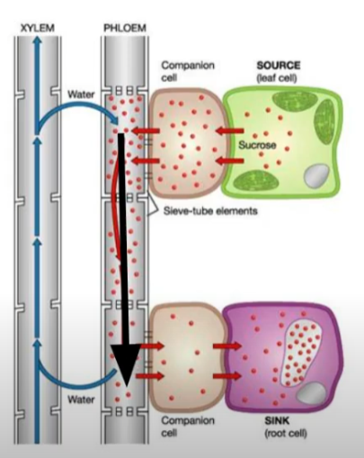 <p>Assimilates move from source to sink down the hydrostatic pressure gradient by mass flow</p>