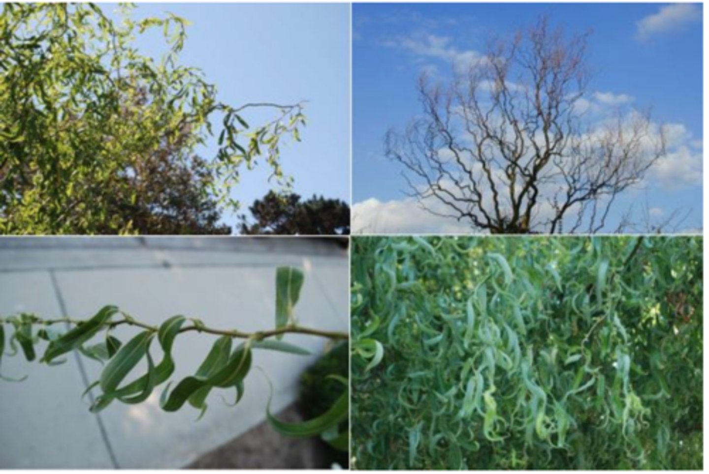<p>1’. Angiosperms</p><p>----------------</p><p>10’. Leaves simple</p><p>----------------</p><p>23’. Leaves alternate </p><p>----------------</p><p>29’. Leaves not lobed</p><p>----------------</p><p>36’. Leaf base symmetrical</p><p>----------------</p><p>41’. Leaves not large, generally less than 9 inches long</p><p>----------------</p><p>43’. Leaf margins serrate or bearing thin bristles</p><p>----------------</p><p>49’. Leaf ranking spiral</p><p>----------------</p><p>51’. Leaves lacking marginal bristles</p><p>----------------</p><p>53. Stipules present on youngest shoots</p><p>----------------</p><p>54’. Stipules auriculate (earlobe-shaped) with long twisted tips, leaf linear, cupped upward, contorted</p>