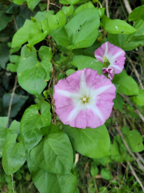 <p>Synapomorphies: climbing/twining habit, arrow-shaped leaves</p><p>Characteristics: two bracts at base of corolla, fused and symmetrical corolla</p><p></p>