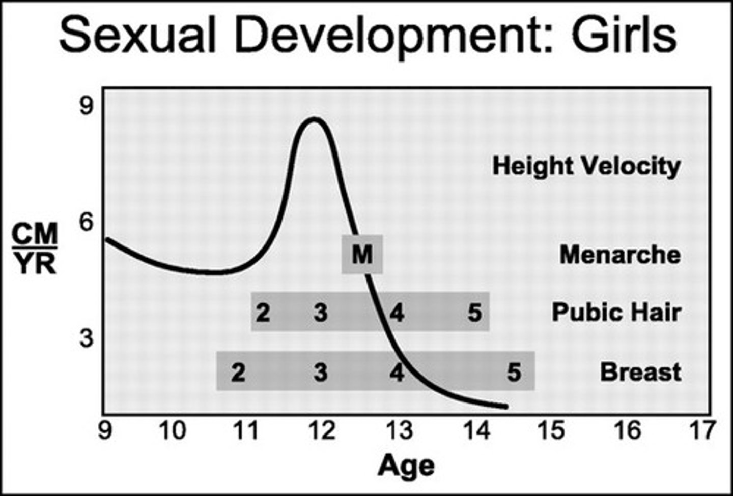 <p>the first occurrence of menstruation</p>