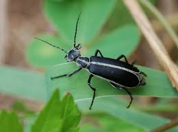 <p>Thin ‘neck’, wings often don’t cover full abdomen, hard to describe just memorize. Class Insecta, Order Coleoptera, called blister beetles</p>