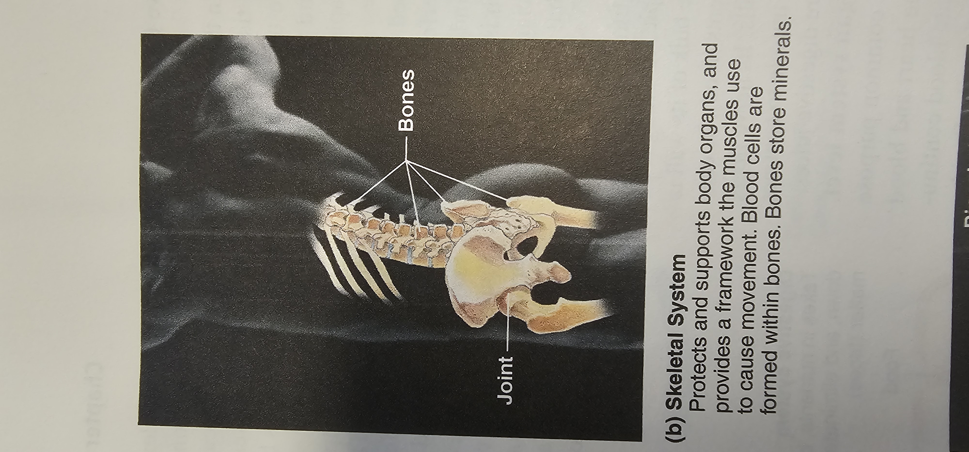 <p>bones<span>, </span>cartilage<span>, </span>ligaments<span> and </span>tendons</p>