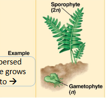 <p>gametophyte- reduced and independent (free living n), sporophyte- dominant (2n)</p>