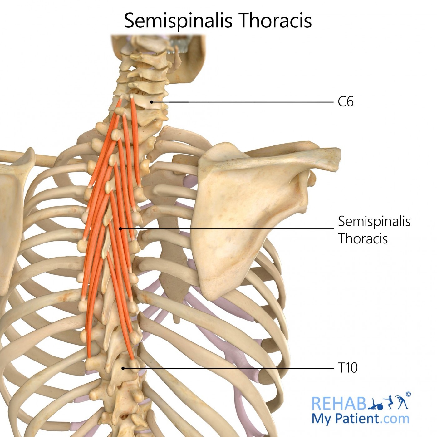<p>semispinalis thoracis (SF) action/function</p>
