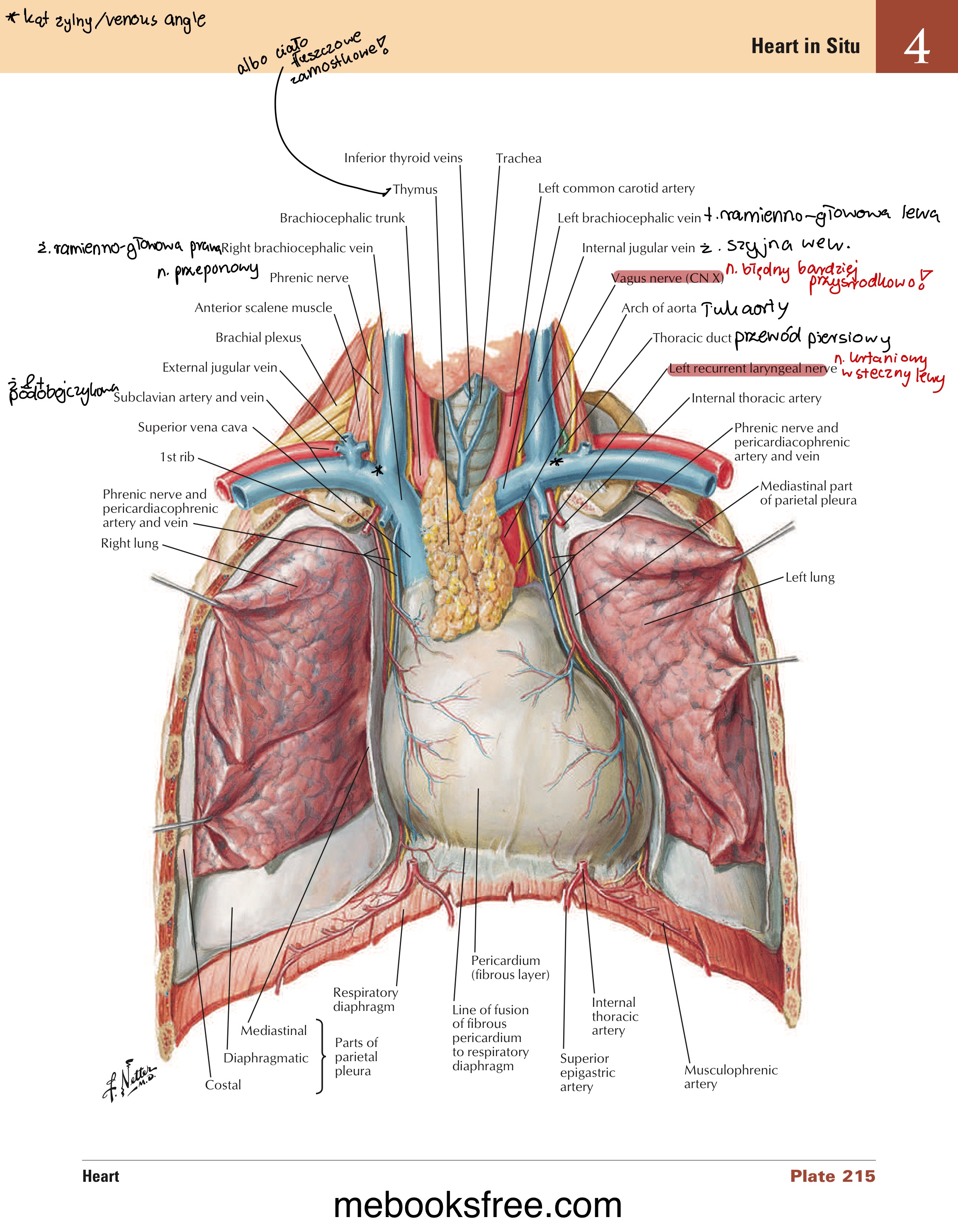 <ul><li><p>gałęzie osierdziowe od t. osierdziowo-przeponowych</p></li><li><p>gałęzie śródpiersiowe » od t. międzyżebrowych przednich, od aorty piersiowej, od t. przeponowych górnych, od t. przeponowych dolnych</p></li></ul><p></p><p>krew żylna:</p><ul><li><p>uchodzi do żył nieparzystych (z tylnej powierchni)</p></li><li><p>do żył osierdziowych</p></li><li><p>osierdziowo-przeponowych</p></li><li><p>do ramienno-głowowych</p></li><li><p>bezpośrednio do żyły głównej górnej (z przedniej powierzchni)</p></li></ul>