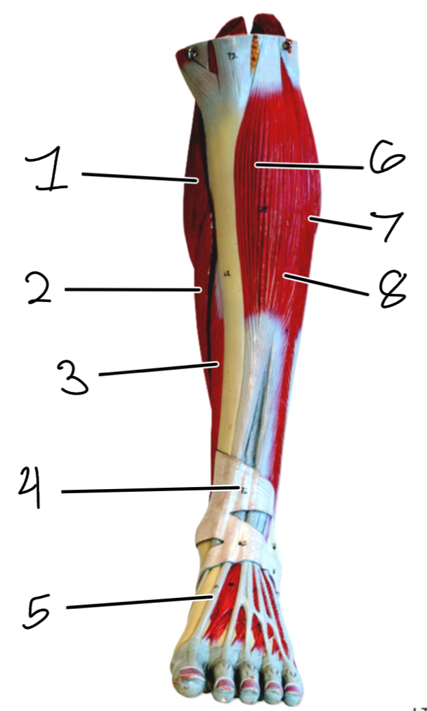 <p>5</p>